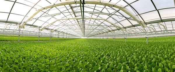/Images/uploads/San Diego County Farm Bureau/onthefarm/entries/14317thumb.jpg